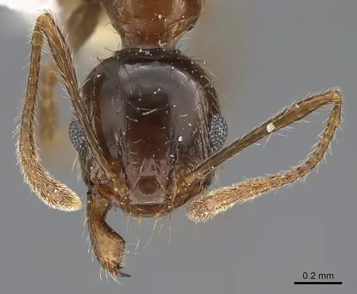 Pheidole indica specimen