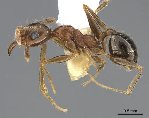 Pheidole indica specimen
