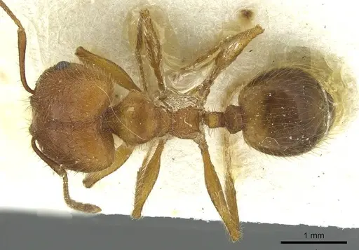 Pheidole industa specimen