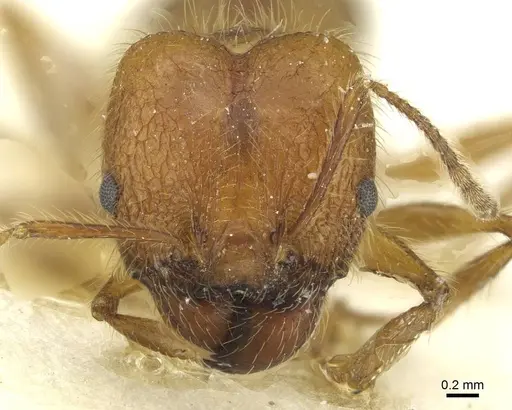 Pheidole industa specimen