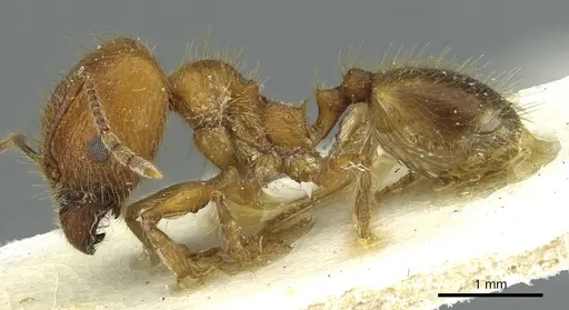 Pheidole industa specimen