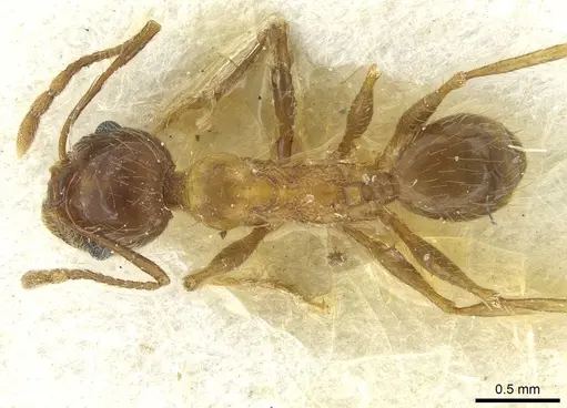 Pheidole industa - CASENT0913429