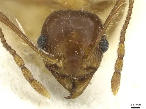 Pheidole industa - CASENT0913429
