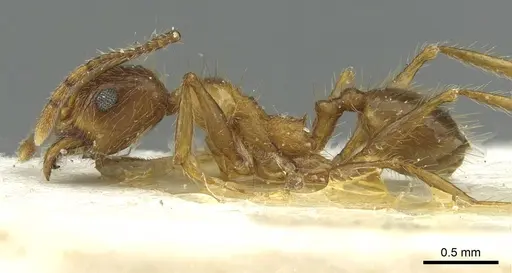 Pheidole industa - CASENT0913429