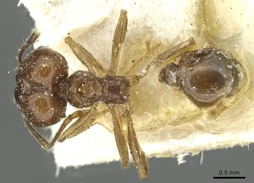 Pheidole inflexa specimen