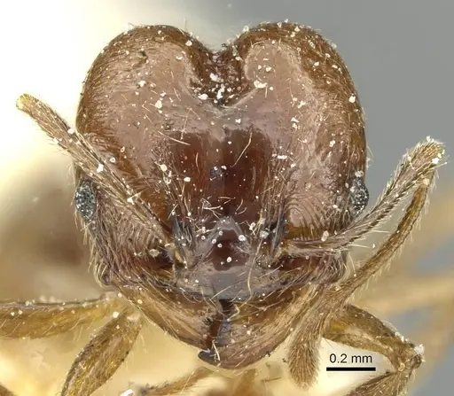 Pheidole inflexa specimen