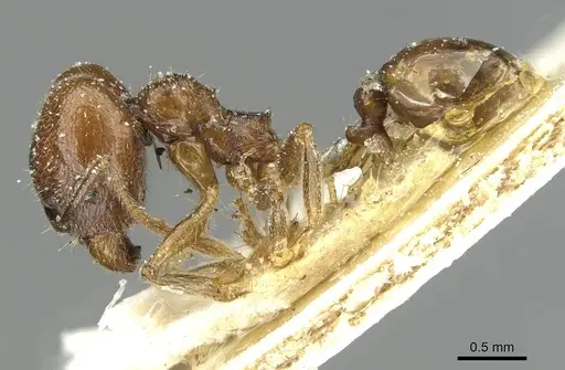Pheidole inflexa specimen