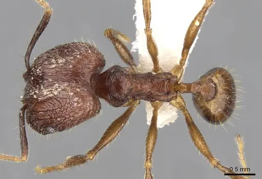 Pheidole innotata specimen