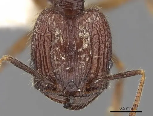 Pheidole innotata specimen