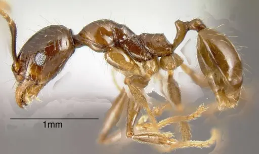 Pheidole innupta specimen