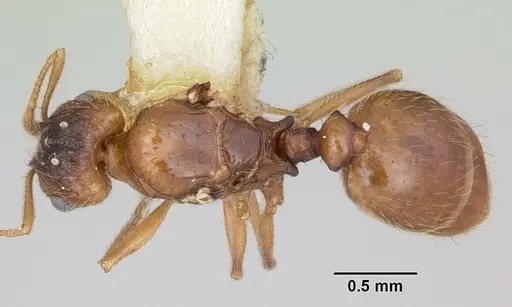 Pheidole inquilina specimen