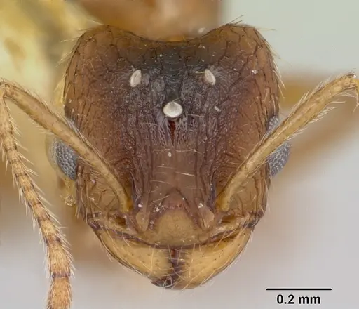 Pheidole inquilina specimen