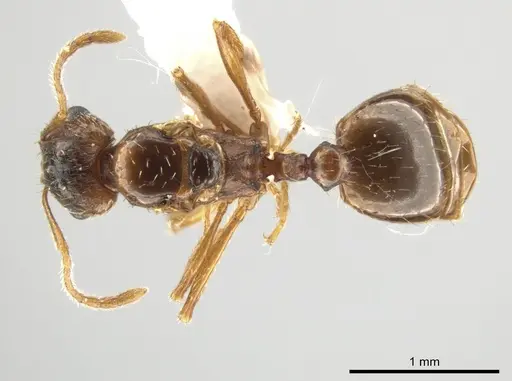 Pheidole inquilina - CASENT0649770