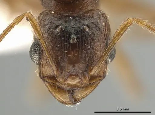 Pheidole inquilina - CASENT0649770