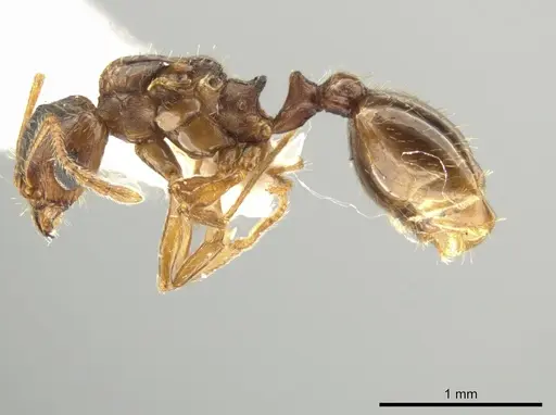 Pheidole inquilina - CASENT0649770