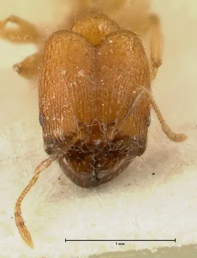 Pheidole inscrobiculata specimen