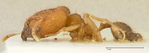 Pheidole inscrobiculata specimen