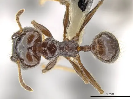 Pheidole insipida specimen