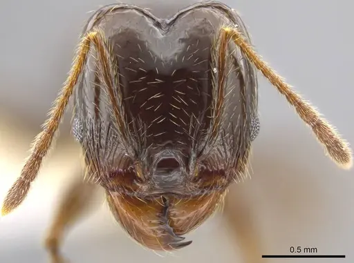Pheidole insipida specimen