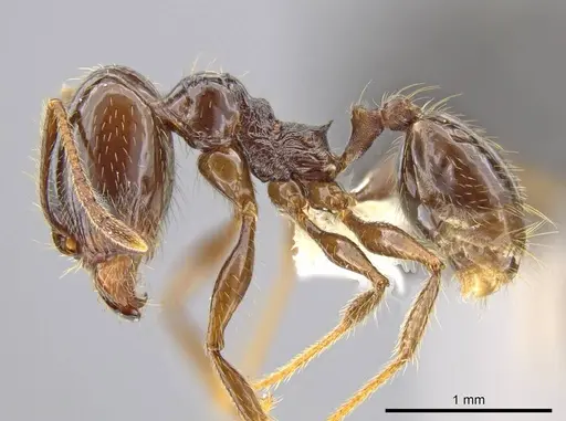 Pheidole insipida specimen