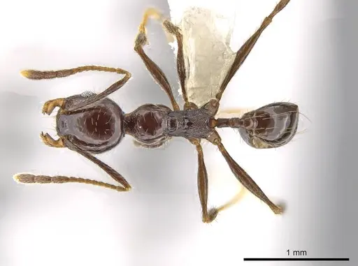 Pheidole insipida - CASENT0609201