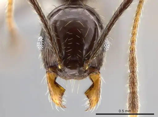 Pheidole insipida - CASENT0609201