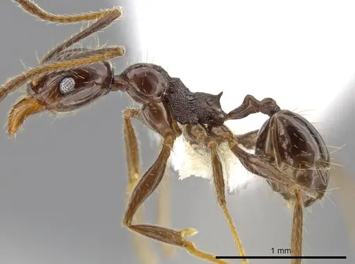 Pheidole insipida - CASENT0609201