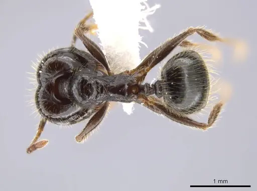 Pheidole insipida - CASENT0610847