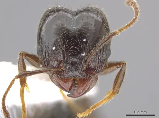 Pheidole insipida - CASENT0610847