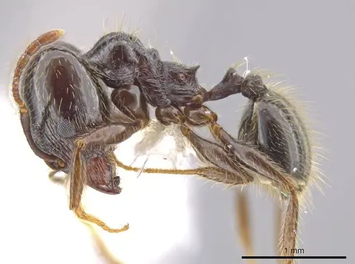 Pheidole insipida - CASENT0610847