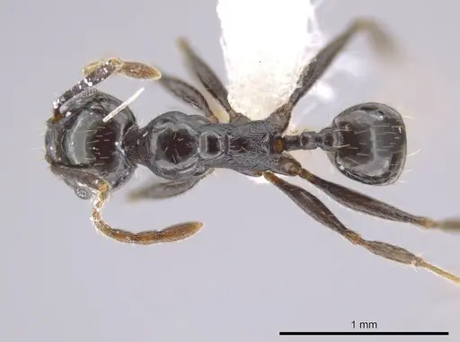 Pheidole insipida - CASENT0610848
