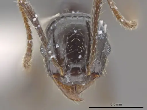 Pheidole insipida - CASENT0610848