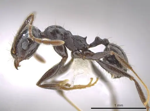 Pheidole insipida - CASENT0610848