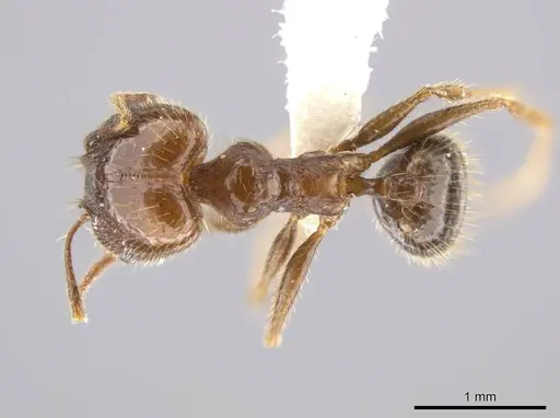 Pheidole insipida - CASENT0611087