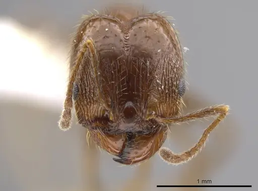 Pheidole insipida - CASENT0611087