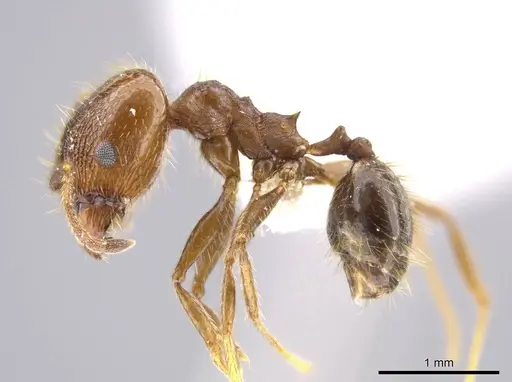 Pheidole insipida - CASENT0611087