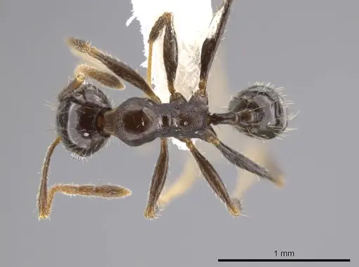 Pheidole insipida - CASENT0611088