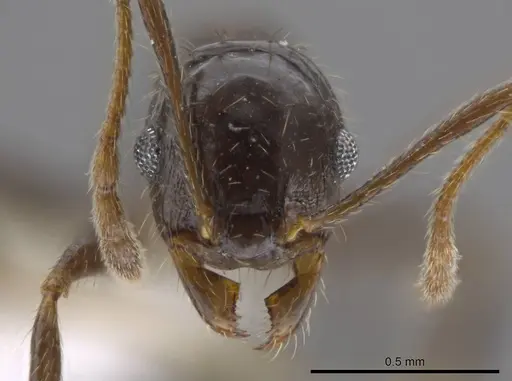 Pheidole insipida - CASENT0611088