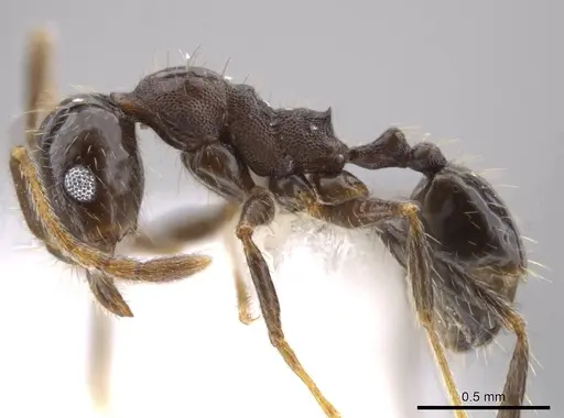 Pheidole insipida - CASENT0611088
