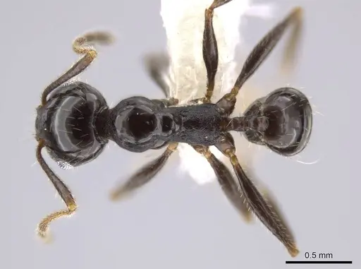 Pheidole insipida - CASENT0611097