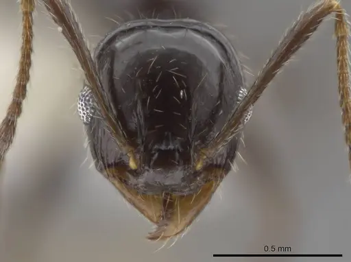Pheidole insipida - CASENT0611097