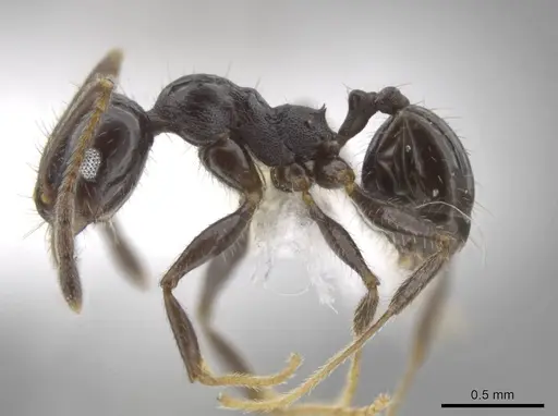Pheidole insipida - CASENT0611097