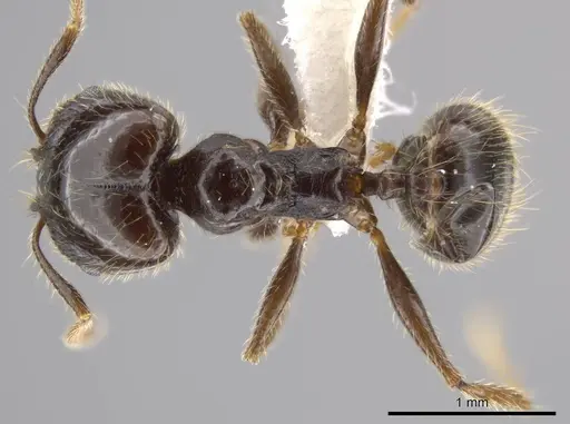 Pheidole insipida - CASENT0611098