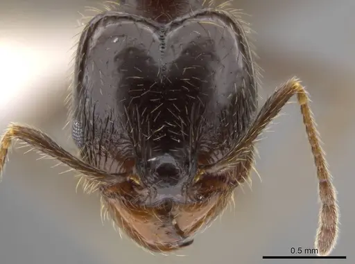 Pheidole insipida - CASENT0611098