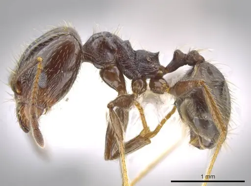 Pheidole insipida - CASENT0611098