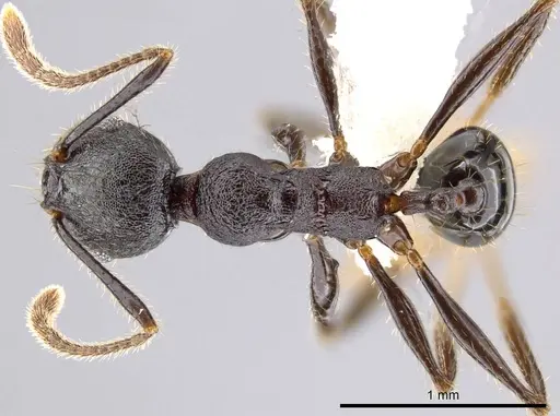 Pheidole insipida - CASENT0614373