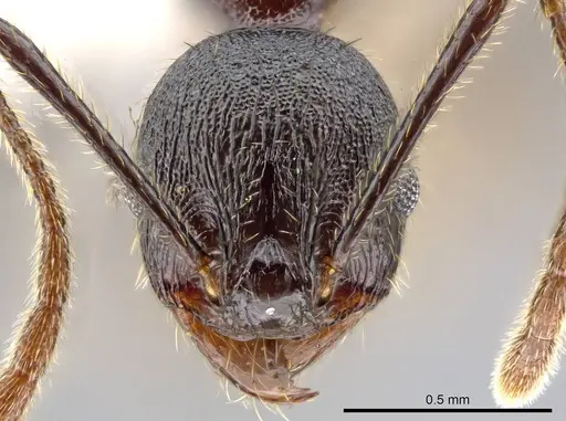 Pheidole insipida - CASENT0614373