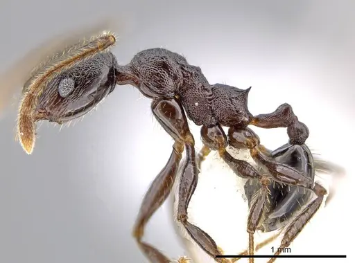 Pheidole insipida - CASENT0614373
