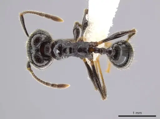 Pheidole insipida - CASENT0614374