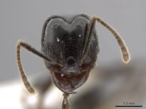 Pheidole insipida - CASENT0614374